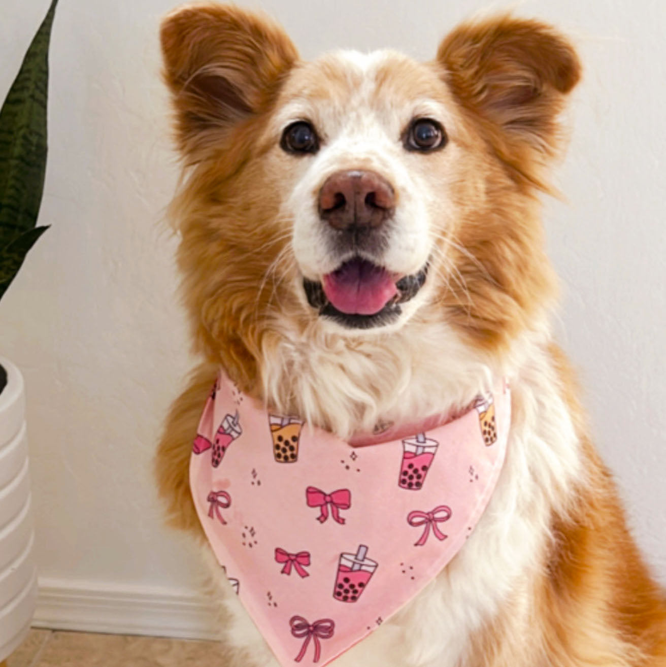 Boba & Bows Dog Bandana