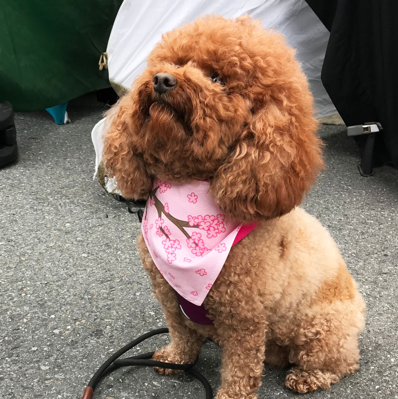 Cherry Blossom Dog Bandana