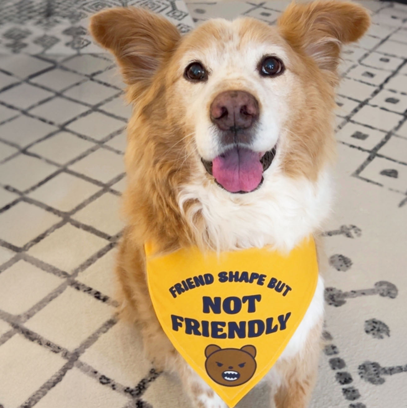 Friendshape Dog Bandana