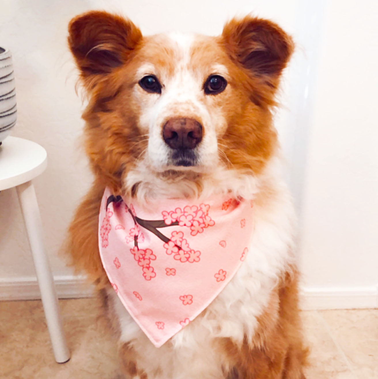 Cherry Blossom Dog Bandana