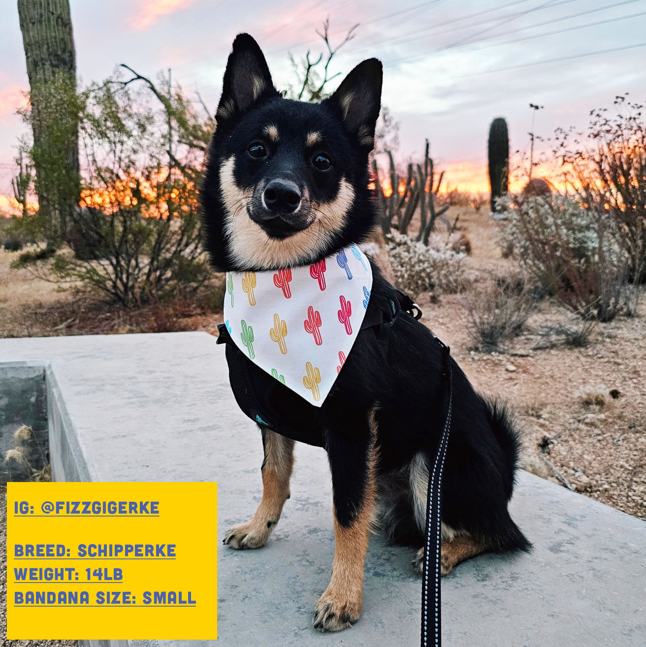 Pride - Saguaro Dog Bandana
