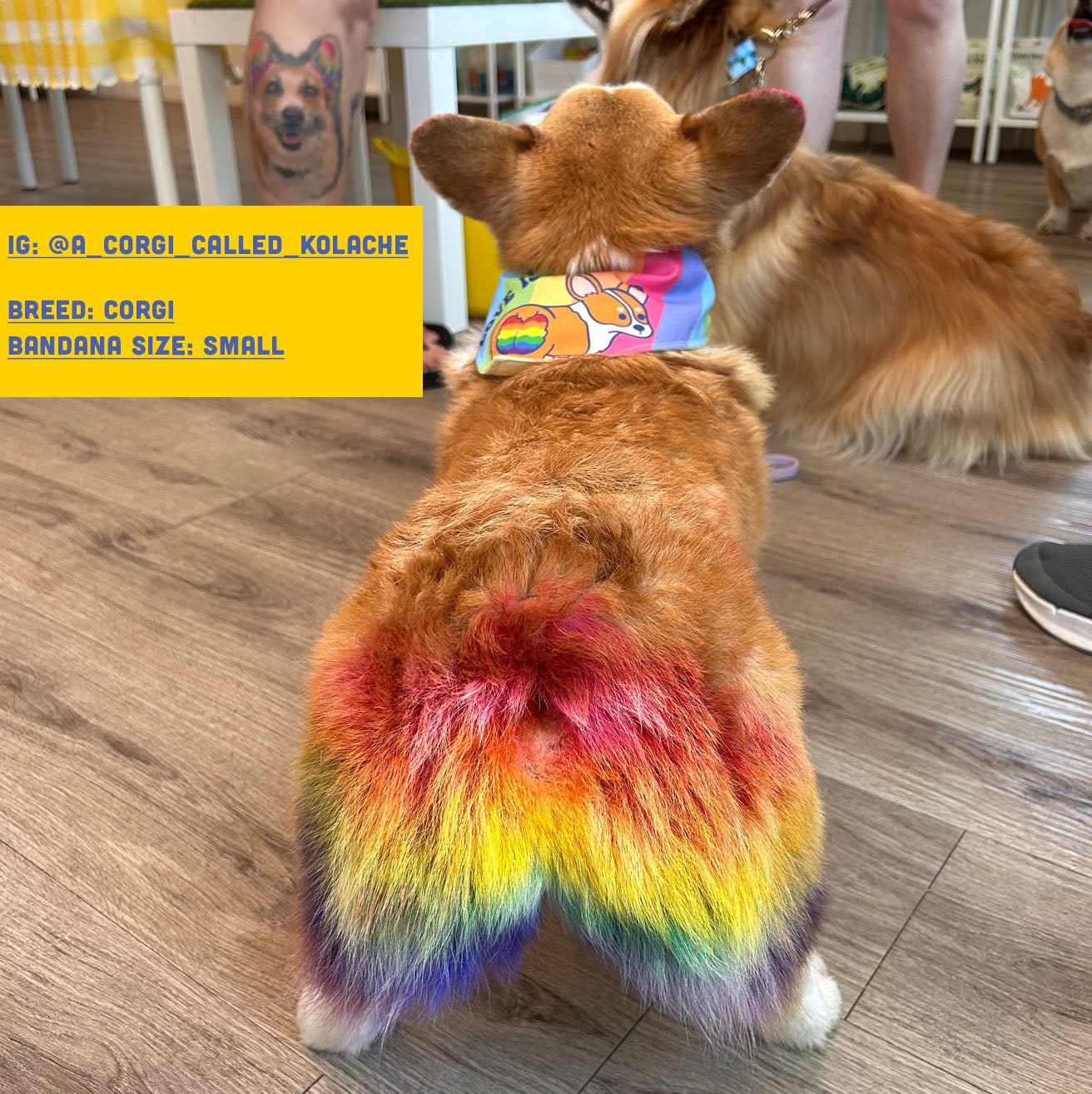Pride - Corgi Love Dog Bandana