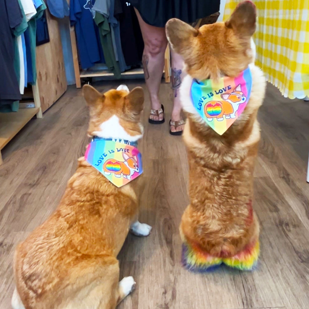 Pride - Corgi Love Dog Bandana